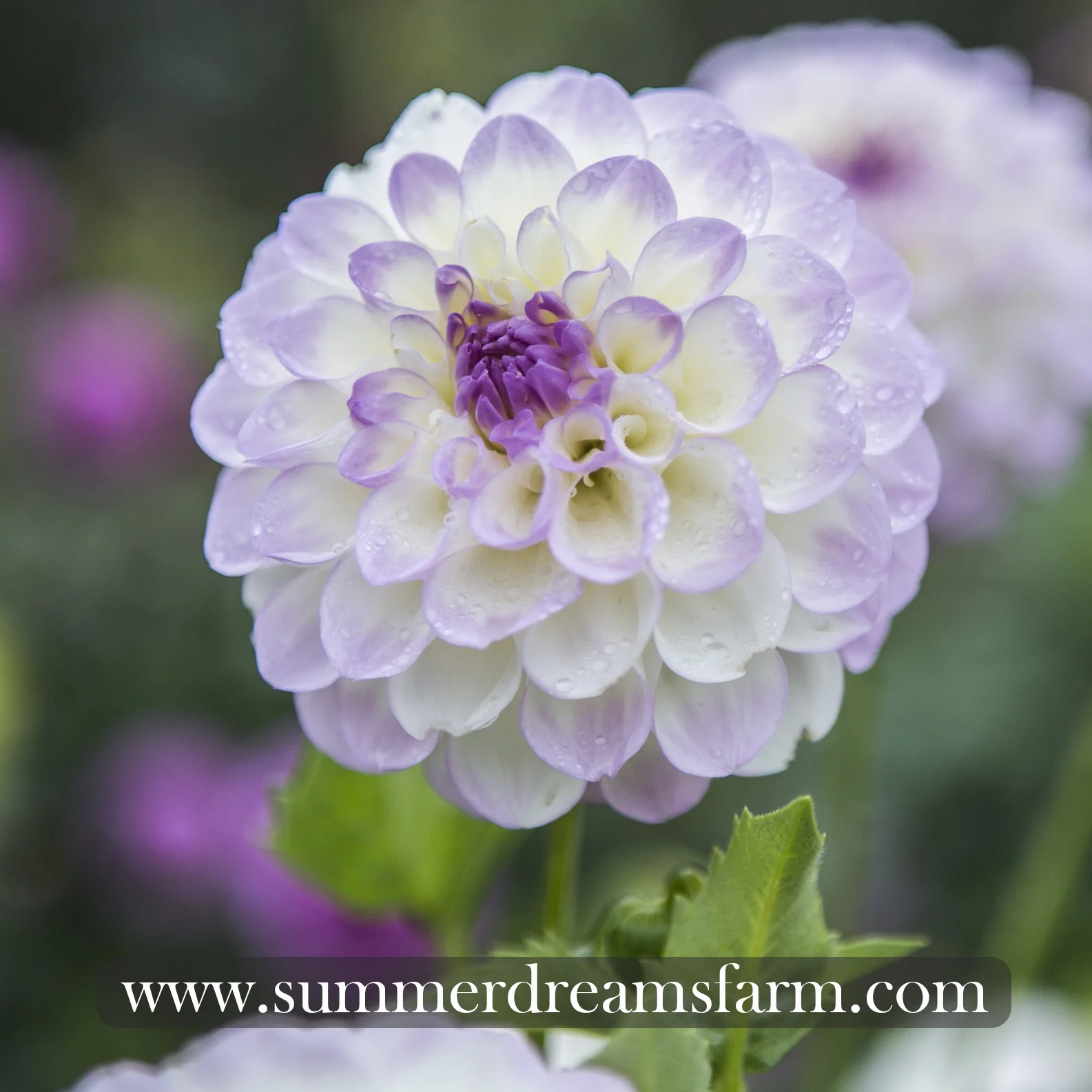 Dahlia - Midnight Moon — Dahlia | SummerDreamsFarm
